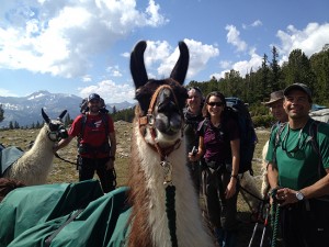 above: The llamas were an integral part of the group, carrying much of the group’s gear through the mountains. Part of the experience was learning how to properly distribute their load and take care of the animals.