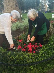Suzie Heap and Carvill Veech work on the June Miller garden (maintained by the Crown Garden Club) in Spreckels Park.